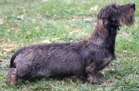Check spelling or type a new query. Dachshund Wire Haired Dachshund Long Haired Dachshund