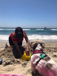 1.5 mile of shoreline between goldenwest st. Huntington Dog Beach A Most Beach