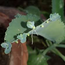 Image result for Kalanchoe pinnata