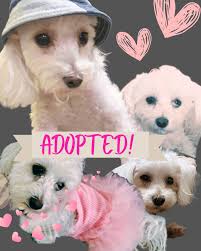 🚨FUGITIVE FOUND🚨 The Sheriff's Fugitive Apprehension Unit, in  collaboration with the U.S. Marshals Taskforce, arrested 25-year-old Jevon  Thompson who had an arrest warrant issued in February for the charge of  Attempted Murder