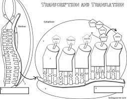 Process in which cells make proteins; 18 Transcription And Translation Ideas Transcription And Translation Transcription Biology Classroom