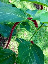 Image result for Acalypha sonderiana