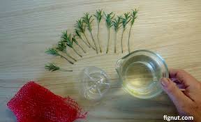 Image result for rosemary cuttings