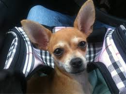 Marina always calls the day after a visit to check on the condition of a pet. Marina Pet Hospital 358 Reservation Rd Marina Ca Veterinarians Mapquest