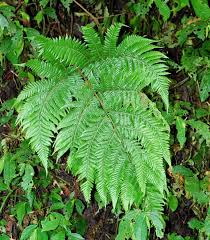 Image result for Ctenitis cirrhosa