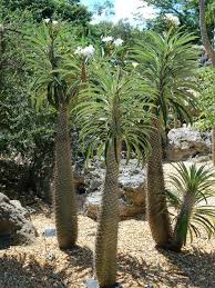 Pachypodium Lamerei Madagascar Palm World Of Succulents Plants Madagascar Palm Planting Succulents