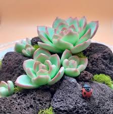 Image result for Bidens baumii