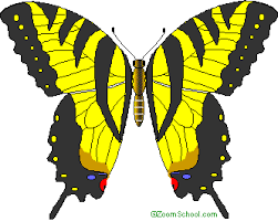 We did not find results for: Tiger Swallowtail B Fly Enchantedlearning Com