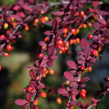 Image result for Berberis thunbergii