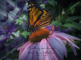 May the wings of the butterfly kiss the sun and butterflies are self propelled flowers. Butterfly Poems And Sayings An Assortment Of Poems About Butterflies