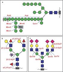 A plant cell wall was first observed and named (simply as a wall) by robert hooke in 1665. Evolution Of Protein N Glycosylation Process In Golgi Apparatus Which Shapes Diversity Of Protein N Glycan Structures In Plants Animals And Fungi Scientific Reports
