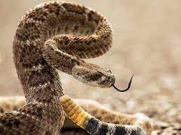 Diamondback Picture National Park Wallpaper National Geographic Photo Of The Day Snake Largest Snake Reptile Snakes