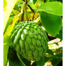 Best way to reach me is by calling me, messages will take longer to get answered. Buy Annona X Atemoya Geffner With Canarius