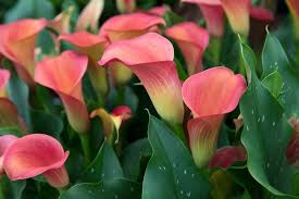 Image result for Zantedeschia aethiopica