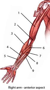 In these diagrams, the brachioradialis muscle is indicated. Free Anatomy Quiz Muscles Of The Upper Limb Locations Quiz 2