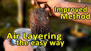 They are both successfully rooted, but i would like to know the advantages of each technique that affect the later life of the tree. Air Layering Trees Clone Your Fruit Trees The Easy Way Youtube