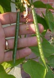 Image result for Vigna multinervis