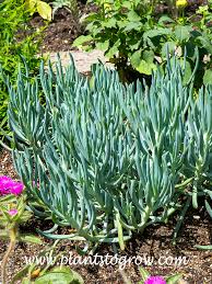 Image result for Senecio hochstetteri