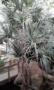 Image result for Pandanus utilis
