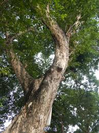 Image result for Pterocarpus indicus
