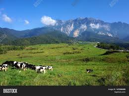 Desa is a household name in sabah because most sabahans. View Cows Desa Dairy Image Photo Free Trial Bigstock