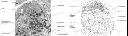 We did not find results for: Ib Biology Prokaryotic And Eukaryotic Cells Ib Biology Prokaryotes Eukaryotes Microscope