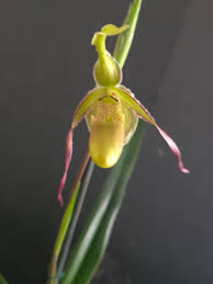 Image result for Dipcadi longifolium