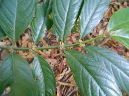 Image result for Lasianthus