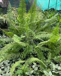 Image result for Nephrolepis biserrata