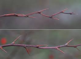 Image result for Berberis thunbergii