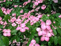 A beautiful japanese dogwood, 'miss satomi' produces a very showy display with an. Cornus Kousa Satomi Havlis Cz