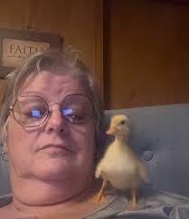 I just took these two in, can anyone tell me if they are boys or girls? I'm  new to ducks. Thank you