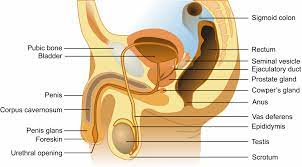 Male anatomy pictures 2 anatomy system human body anatomy. 13 4 Male Reproductive Anatomy The Evolution And Biology Of Sex