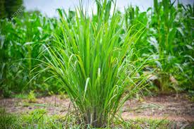 Los aceites esenciales del lemongrass son beneficiosos para la salud de la piel por lo que la cosmética los ha concentrado en sus jabones; Lemon Grass Plant Plantation Of Lemon Grass Tree Growing On Stock Photo Picture And Royalty Free Image Image 115052344