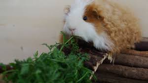 Guinea Pigs Diet And Vitamin C Requirements