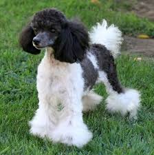 Black And White Toy Poodle Puppies Image Result For Black And White Poodle Yorkie Poodle Parti Poodle Poodle Dog Grooming