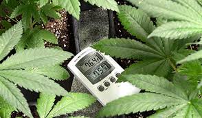 If you want vigorous and healthy growth without any issues, try to always be in. Cannabis Growth Stages Life Cycle Of Marijuana Plants Week By Week