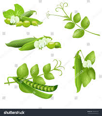 Image result for Pisum sativum