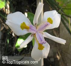 Image result for Dietes flavida