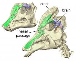 Individually, each opening is referred to as a posterior naris. Brain Structure Provides Key To Unraveling Function Of Bizarre Dinosaur Crests Eurekalert Science News