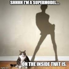 I M A Supermodel Cats Cats Outside Pets