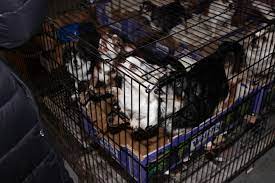 We did not find results for: More Than 130 Animals Rescued In Bust Of Illegal Puppy Mill Officials Pix11