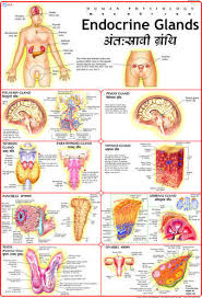 Endocrine System Human Physiology