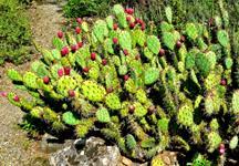 Cactus is the eighth track on their 1988 album surfer rosa. We Got Cactus Sharp And Pointed