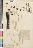 Image result for Pycreus macranthus