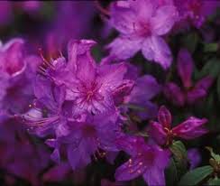 Give Rhododendrons And Azaleas An Annual Check Up Each Spring Oregon State University Extension Service Gardening Azaleas Rhododendron Rhododendron Care