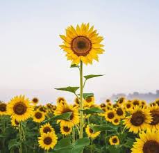 Profile for Kisha's lyrics