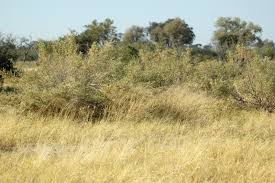 Image result for Pechuel-Loeschea leubnitziae