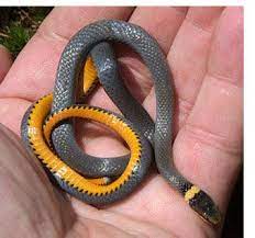Ring Neck Snake Snake Facts Snake Snake Photos