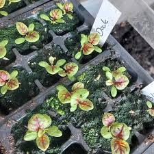 Image result for Rumex sanguineum